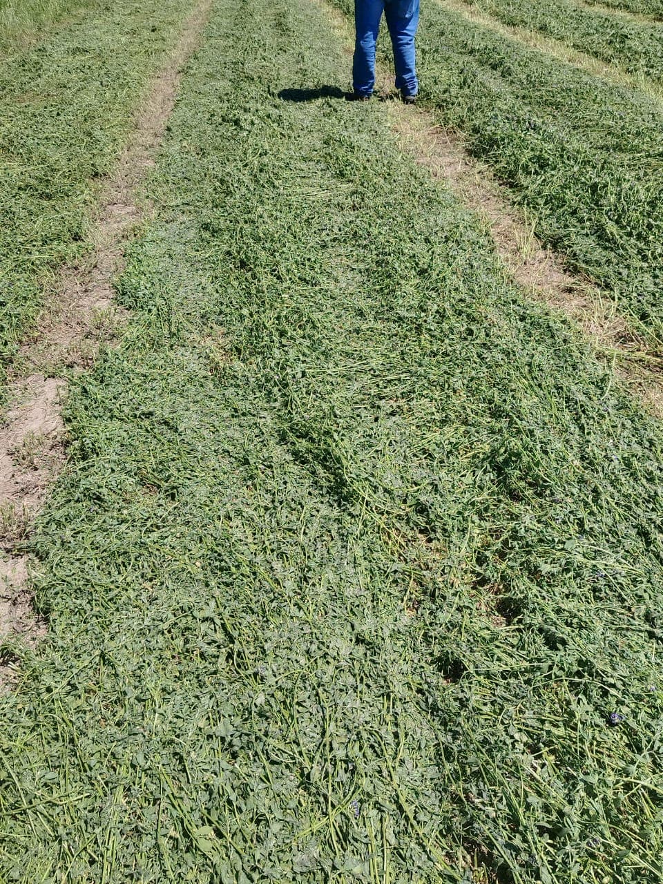 Campo de alfalfa chilena con fardos listos para despacho