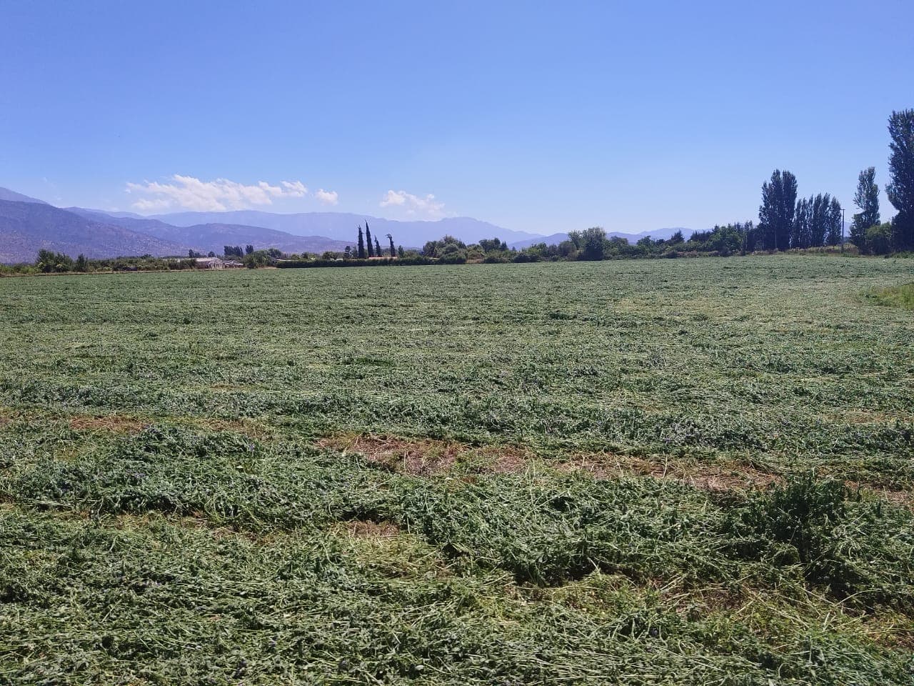 Vista panoramica de campos de alfalfa en Chile
