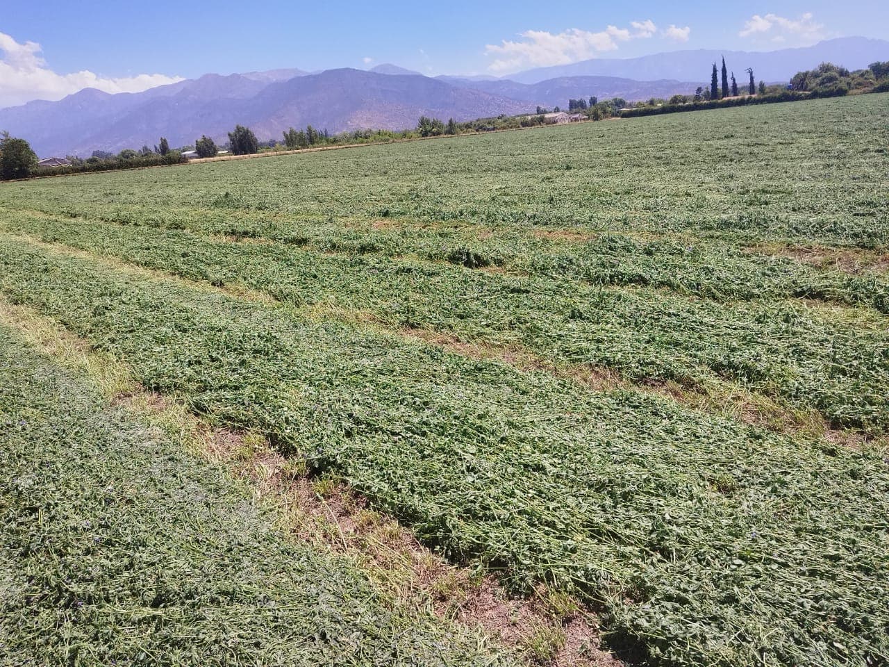 Fardos de alfalfa chilena apilados mostrando su calidad y textura